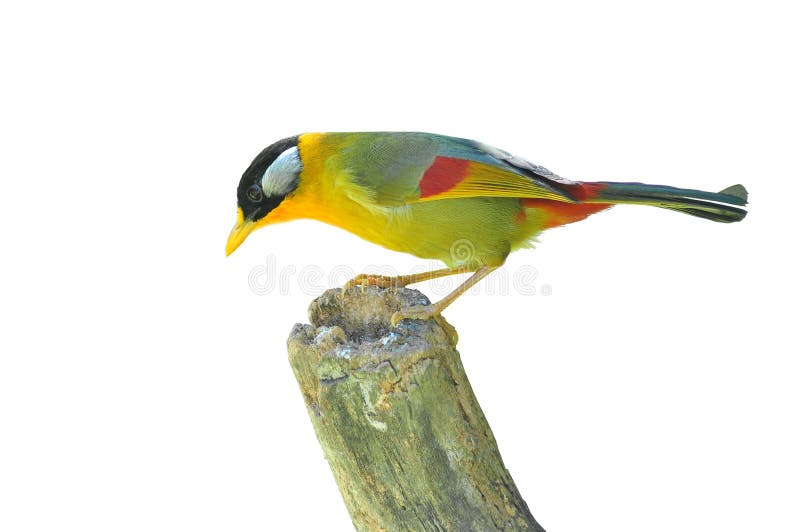 Oiseau d'or (Mesia Argent-à oreilles) photographie stock libre de droits Oiseau d'or (Mesia Argent-à oreilles) photographie stock libre de droits