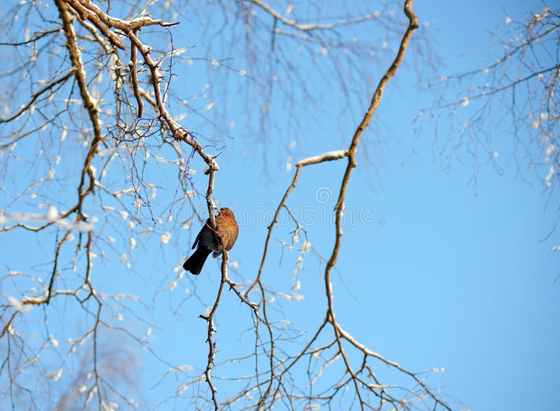 Oiseau dans l'arbre