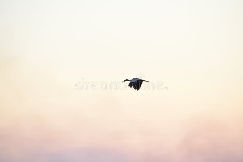 Oiseau dans la perspective du ciel et du coucher du soleil oranges photos libres de droits Oiseau dans la perspective du ciel et du coucher du soleil oranges photos libres de droits