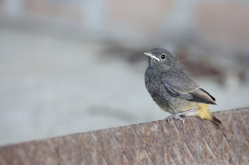 Oiseau De Bébé Sur Le Fond Rouillé De Gris De Whith De Fer Photo stock -  Image du lame, espoir: 56273854