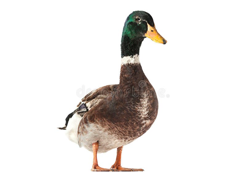 Oiseau de canard sauvage photo libre de droits Oiseau de canard sauvage photo libre de droits