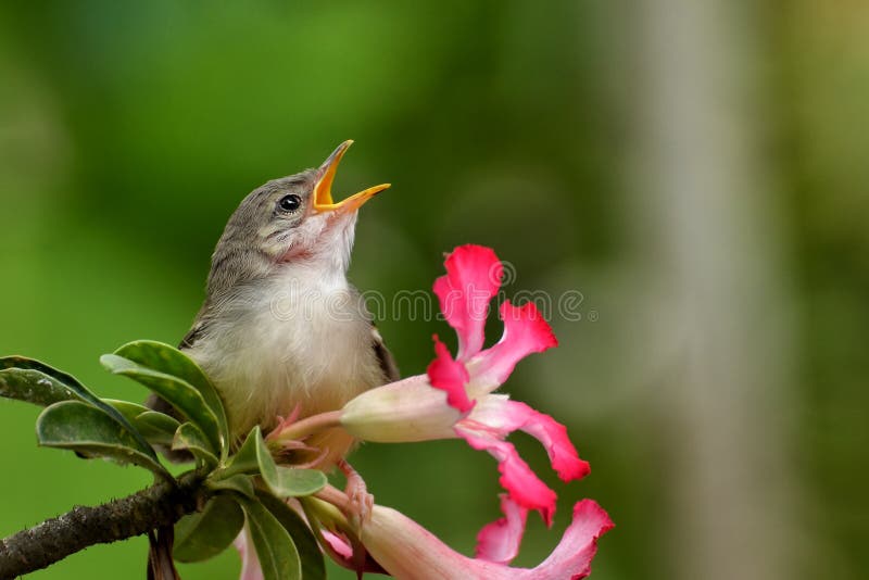 A wild singing bird in the flower. A wild singing bird in the flower