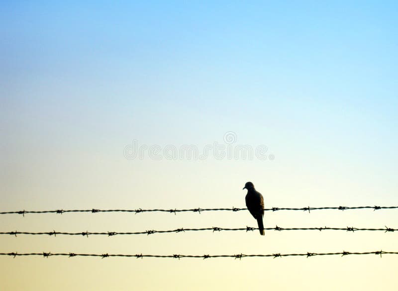 An image of a gentle dove sitting on some barbed wires. Taken as a silhouette against the morning sky of pastel blue and yellow. Composed with space for text, words, etc. An image of a gentle dove sitting on some barbed wires. Taken as a silhouette against the morning sky of pastel blue and yellow. Composed with space for text, words, etc.