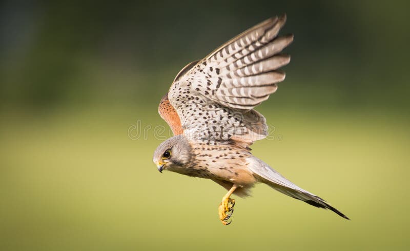 Oiseau de crécerelle de proie en vol photographie stock libre de droits Oiseau de crécerelle de proie en vol photographie stock libre de droits