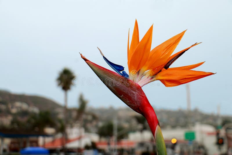 Oiseau de fleur de Paradise au Laguna Beach, la Californie images stock Oiseau de fleur de Paradise au Laguna Beach, la Californie images stock