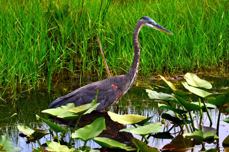 Oiseau de héron de bleu grand photographie stock Oiseau de héron de bleu grand photographie stock