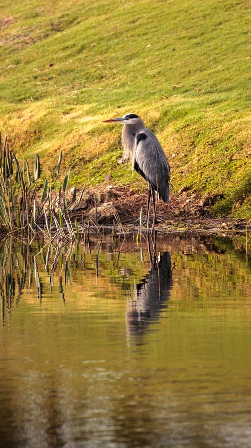 Oiseau de héron de grand bleu, herodias d'Ardea photographie stock libre de droits Oiseau de héron de grand bleu, herodias d'Ardea photographie stock libre de droits