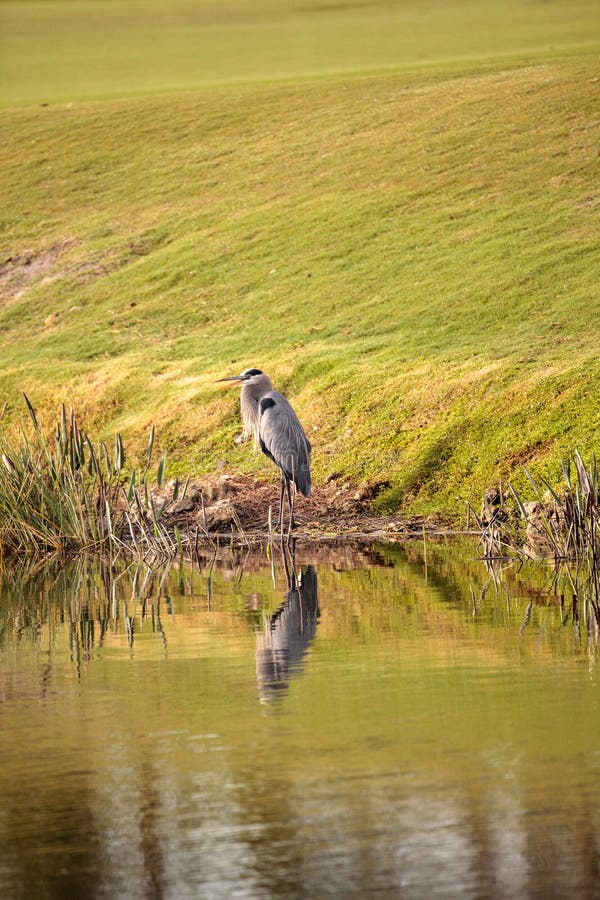 Oiseau de héron de grand bleu, herodias d'Ardea photographie stock libre de droits Oiseau de héron de grand bleu, herodias d'Ardea photographie stock libre de droits