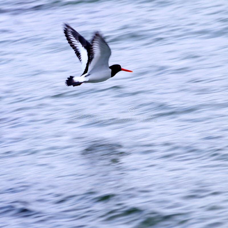 Oiseau de mer photo libre de droits Oiseau de mer photo libre de droits
