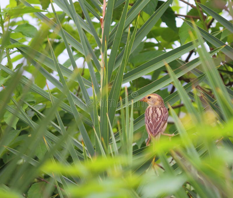 Oiseau de moineau de champ sur la branche du palmier images stock Oiseau de moineau de champ sur la branche du palmier images stock