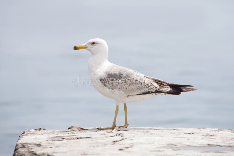 Oiseau de mouette photographie stock libre de droits Oiseau de mouette photographie stock libre de droits