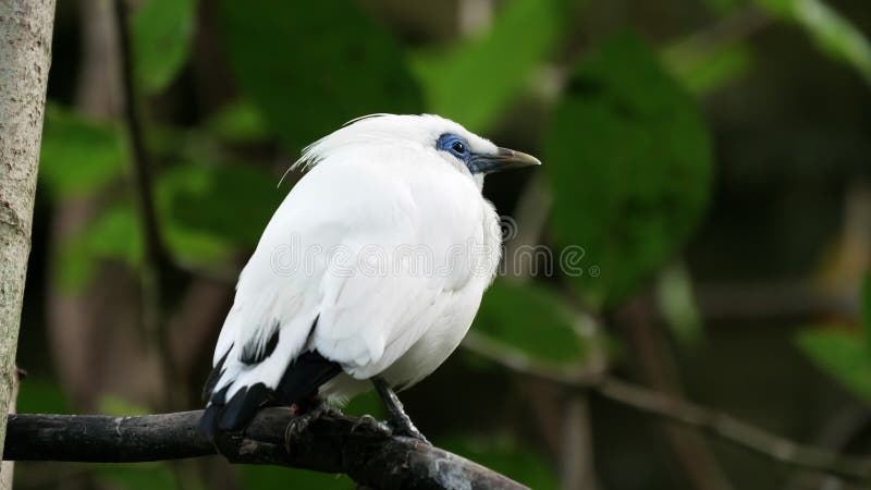Oiseau de mynah balinais au parc ornithologique de Bali banque de vidéos