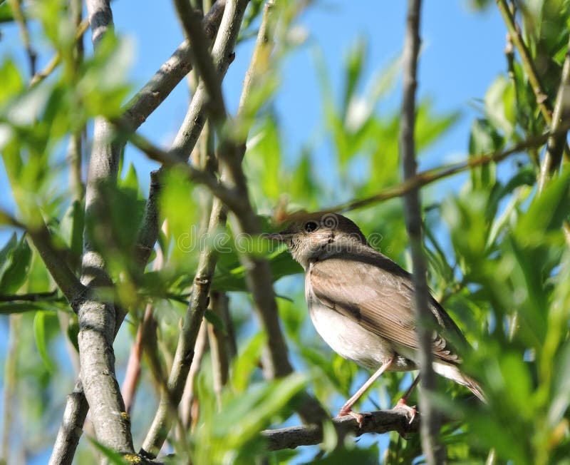 Brown nightingale bird on bush branch, Lithuania. Brown nightingale bird on bush branch, Lithuania