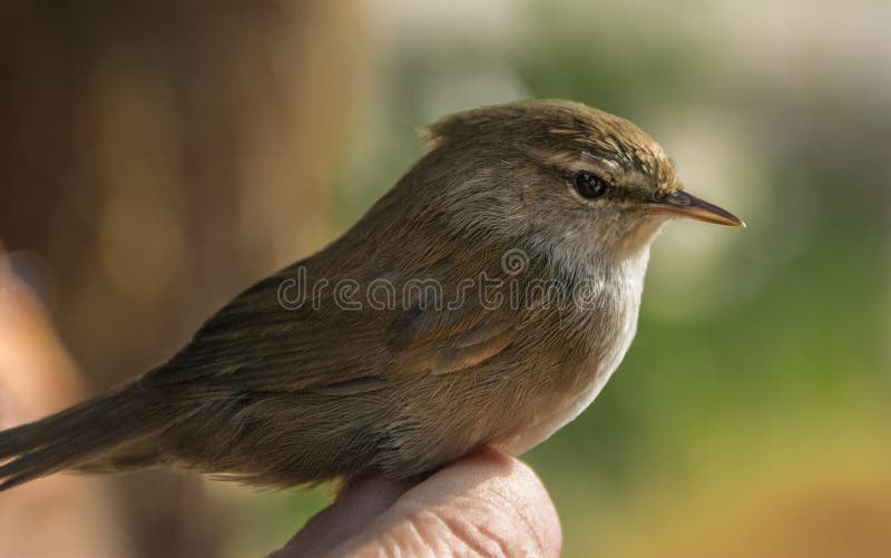 Nightingale bird on a hand in Zaragoza Spain. Nightingale bird on a hand in Zaragoza Spain