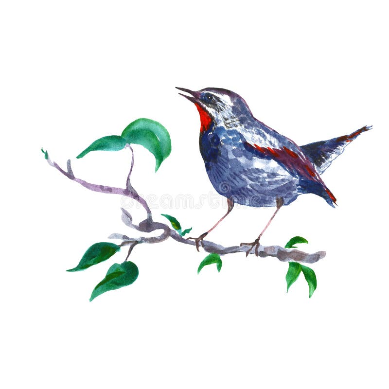 Oiseau De Rossignol D Aquarelle Sur La Branche D Arbre D Isolement Sur Le Fond Blanc Illustration Peinte A La Main De Ressort Da Illustration Stock Illustration Du Pomme Isolement