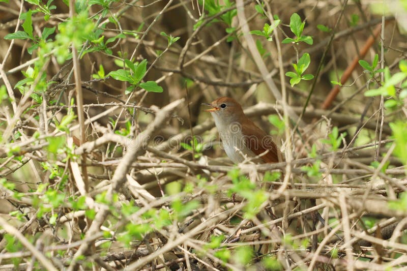 Nightingale bird on branch of bush. Nightingale bird on branch of bush