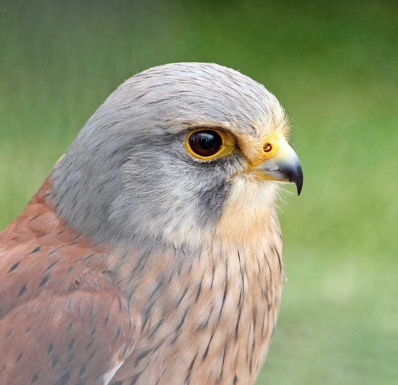 Oiseau de Sparrowhawk de proie photographie stock Oiseau de Sparrowhawk de proie photographie stock