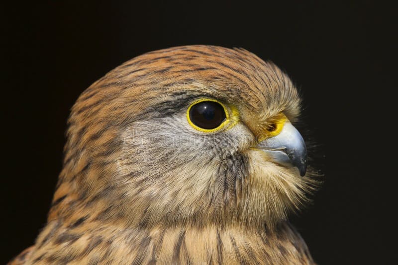 Oiseau de tinnunculus de falco de crécerelle de proie images libres de droits Oiseau de tinnunculus de falco de crécerelle de proie images libres de droits