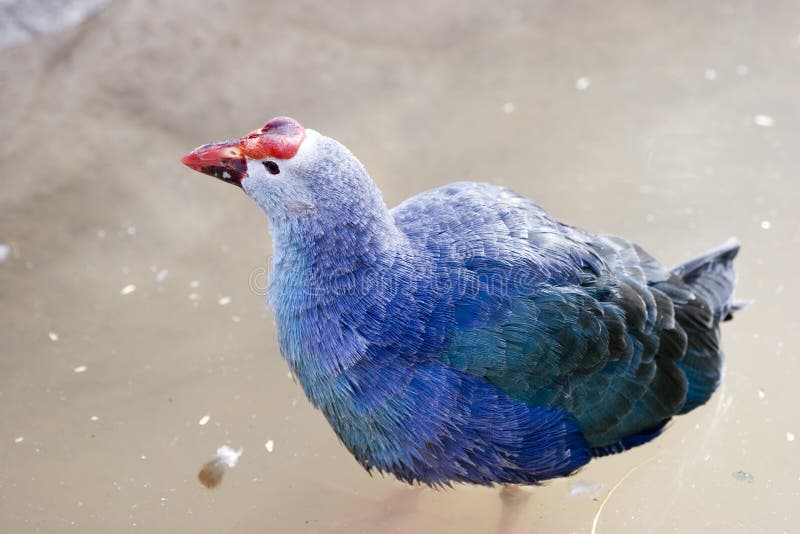 Oiseau du zoo de la faune sauvage photographie stock