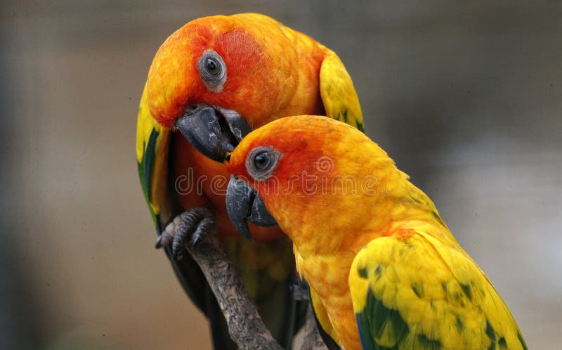 Oiseau en Kuala Lumpur Bird Park, Malaisie photographie stock libre de droits Oiseau en Kuala Lumpur Bird Park, Malaisie photographie stock libre de droits