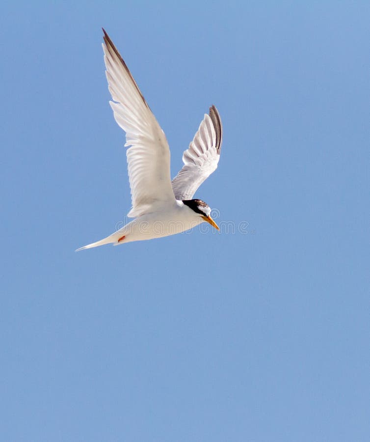 Oiseau En Vol Photo Stock Image Du Faune Envergure