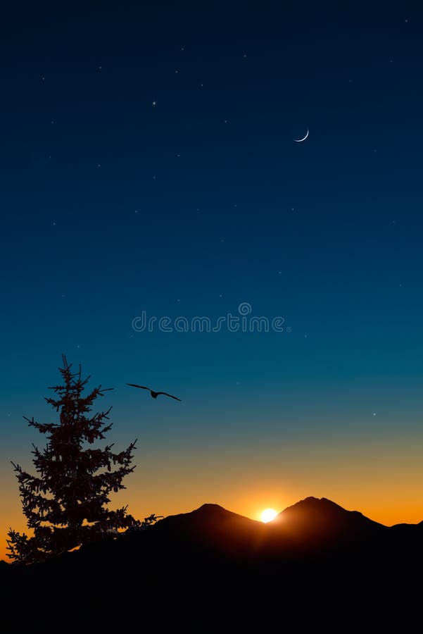 Oiseau en vol au coucher du soleil image libre de droits Oiseau en vol au coucher du soleil image libre de droits