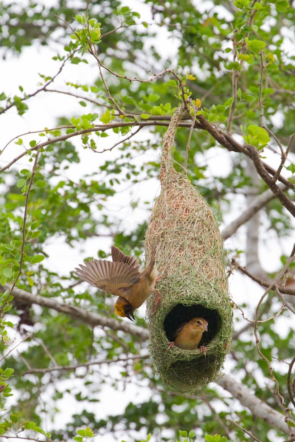 Tisserand oiseau tissage nid 4 Photo stock libre - Public Domain Pictures