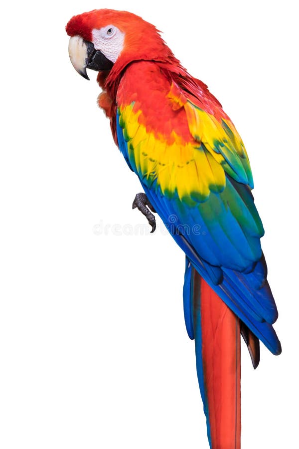 Oiseau exotique lumineux coloré d'animal sauvage de perroquet avec les plumes bleues jaunes rouges d'isolement sur le blanc photo stock Oiseau exotique lumineux coloré d'animal sauvage de perroquet avec les plumes bleues jaunes rouges d'isolement sur le blanc photo stock