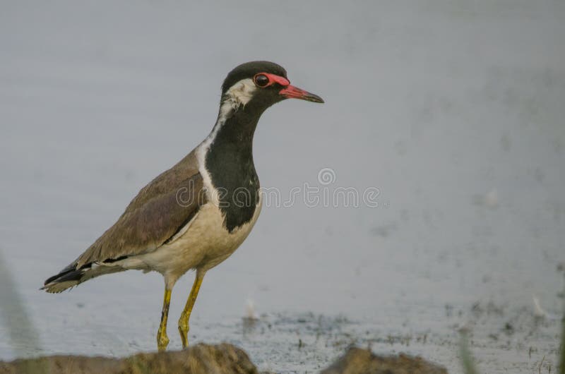 Oiseau indien de vanneau rouge-wattled photographie stock Oiseau indien de vanneau rouge-wattled photographie stock