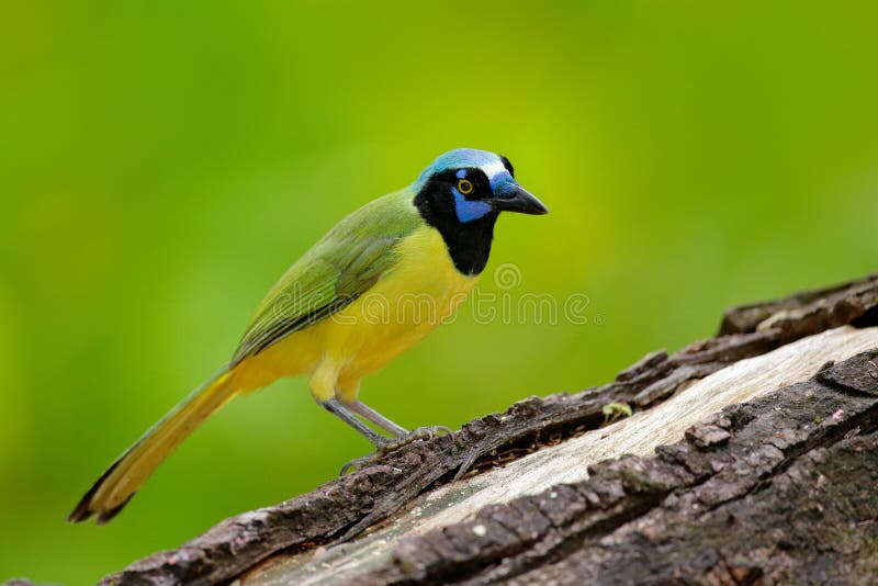 Oiseau Jaune Chef Bleu Noir Nature Sauvage Faune Mexique