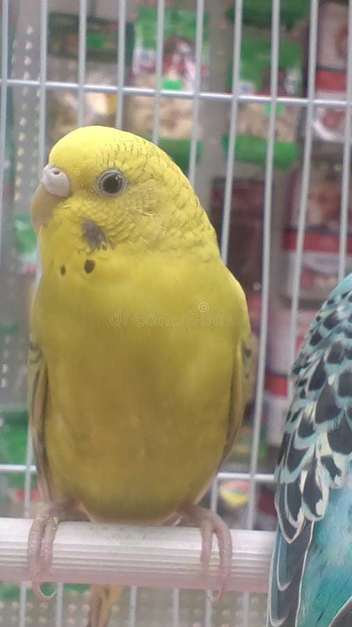 Oiseau jaune de perruche photographie stock Oiseau jaune de perruche photographie stock