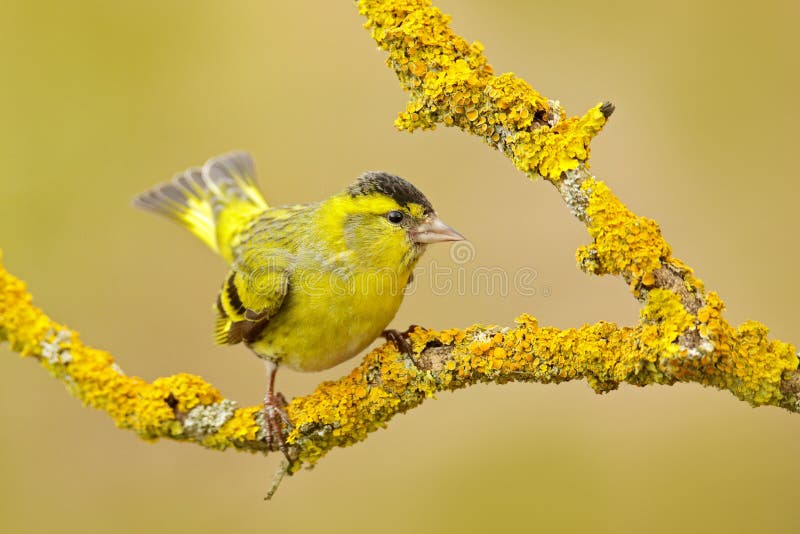 Oiseau jaune Eurasien Siskin, spinus de Carduelis, se reposant sur la branche avec le lichen jaune, fond clair Scène de faune dan
