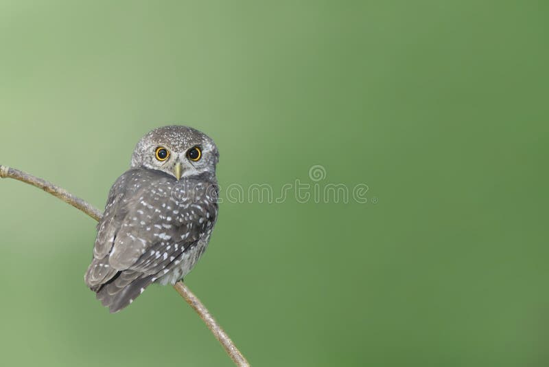 Oiseau (jeune hibou repéré) étant perché sur la branche photo stock Oiseau (jeune hibou repéré) étant perché sur la branche photo stock