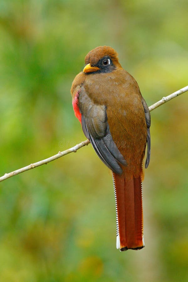 Oiseau masqué de Trogon, de Trogon, rouge et brun de personatus dans l'habitat de nature, Bellavista, Equateur Oiseau dans la for photographie stock Oiseau masqué de Trogon, de Trogon, rouge et brun de personatus dans l'habitat de nature, Bellavista, Equateur Oiseau dans la for photographie stock
