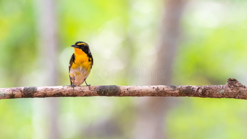 https://thumbs.dreamstime.com/b/oiseau-narcissus-flycatcher-sur-un-arbre-91504565.jpg