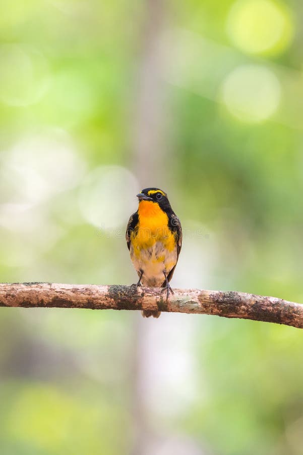 https://thumbs.dreamstime.com/b/oiseau-narcissus-flycatcher-sur-un-arbre-91960205.jpg