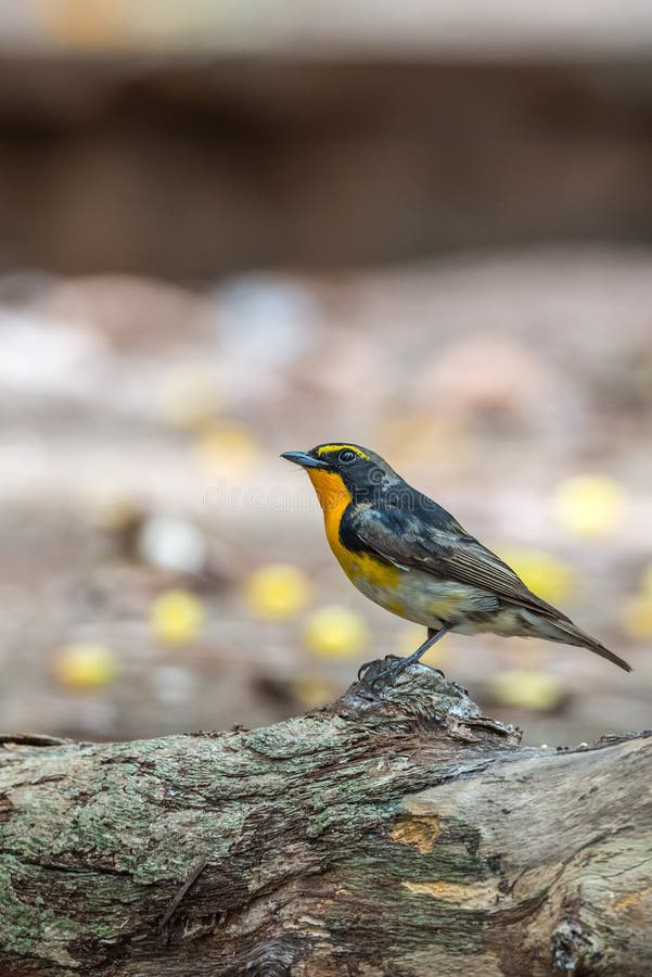 https://thumbs.dreamstime.com/b/oiseau-narcissus-flycatcher-sur-un-arbre-91960306.jpg
