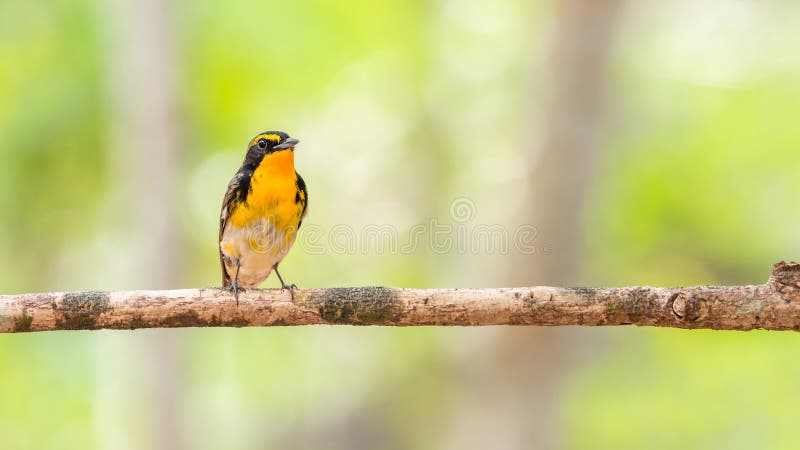 https://thumbs.dreamstime.com/b/oiseau-narcissus-flycatcher-sur-un-arbre-91960315.jpg