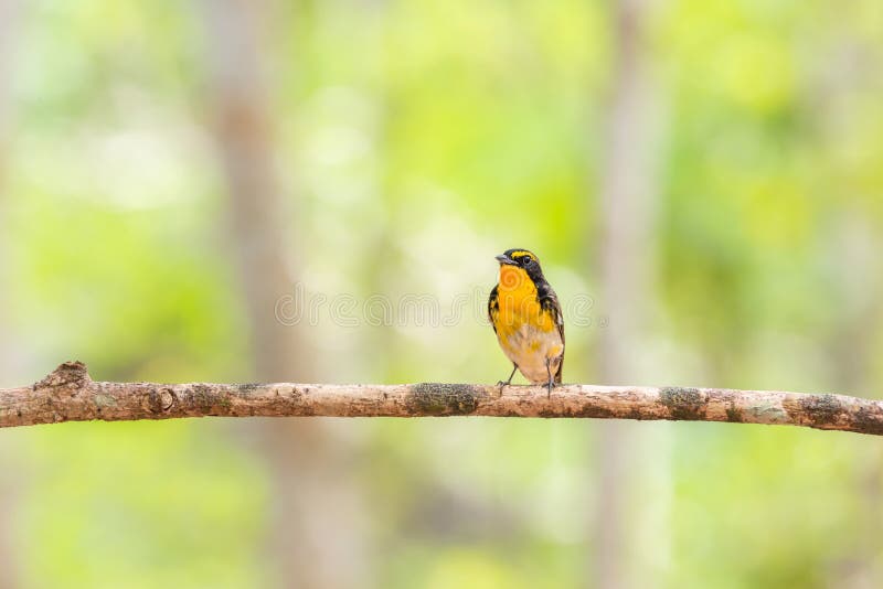 https://thumbs.dreamstime.com/b/oiseau-narcissus-flycatcher-sur-un-arbre-91960383.jpg