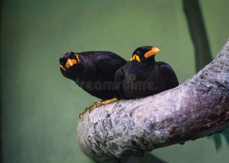 Oiseau Noir Avec Un Bec Jaune Photos Stock Téléchargez