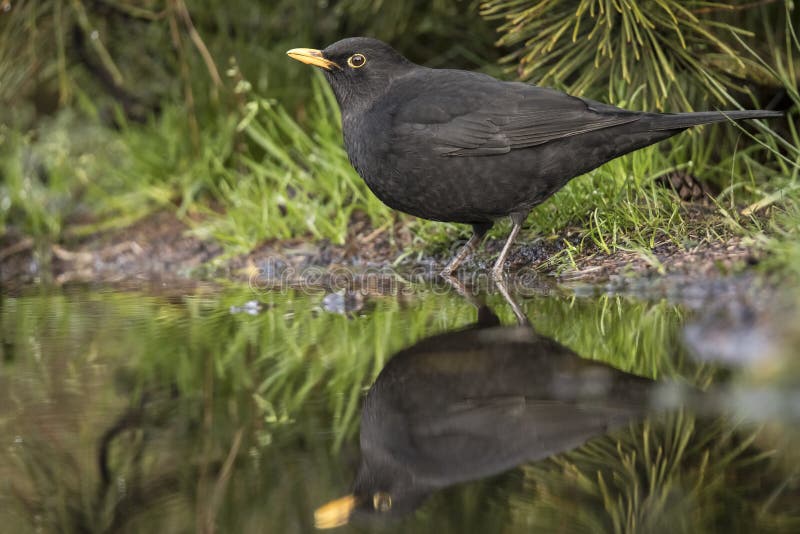 Oiseau Noir Merula De Turdus Un Oiseau Avec Un Bec Orange