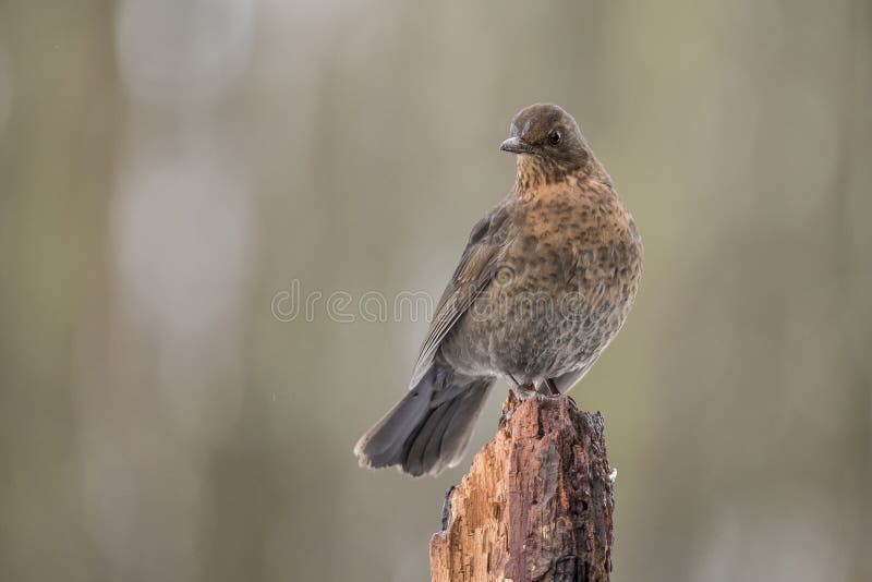 Oiseau Noir Merula De Turdus Un Oiseau Avec Un Bec Orange