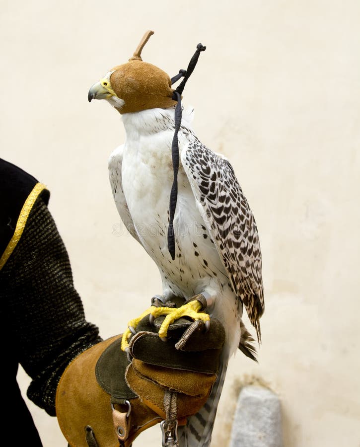 Oiseau rapace de faucon de fauconnerie dans la main de gant