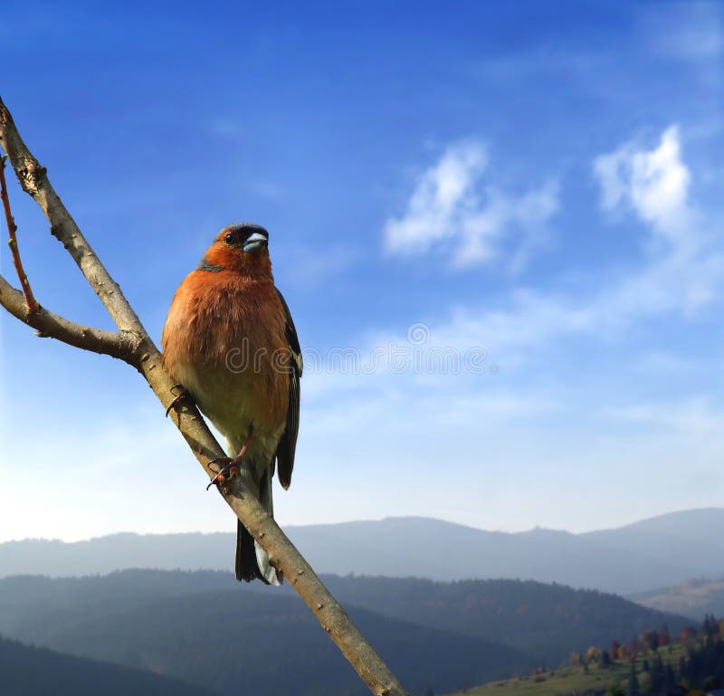 A close up of a forest bird on the branch. A close up of a forest bird on the branch