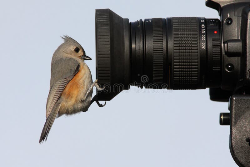 Oiseau sur un appareil-photo image libre de droits Oiseau sur un appareil-photo image libre de droits