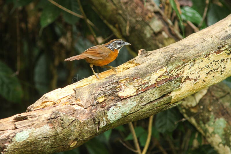 oiseau Tache-étranglé de bavard (striolata de Stachyris) photo libre de droits oiseau Tache-étranglé de bavard (striolata de Stachyris) photo libre de droits