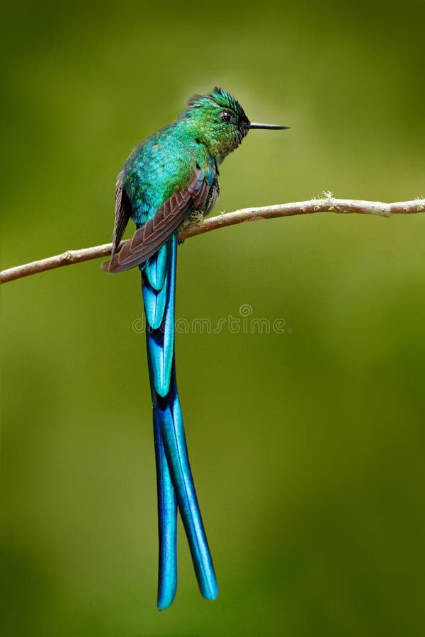 Oiseau vert avec la longue queue bleue Beau colibri brillant bleu avec la longue queue sylphe Long-coupé la queue, colibri avec l photographie stock Oiseau vert avec la longue queue bleue Beau colibri brillant bleu avec la longue queue sylphe Long-coupé la queue, colibri avec l photographie stock