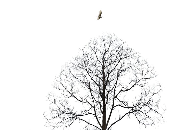 Oiseau volant au-dessus de l'isolat stérile d'arbre sur le fond blanc photographie stock libre de droits Oiseau volant au-dessus de l'isolat stérile d'arbre sur le fond blanc photographie stock libre de droits