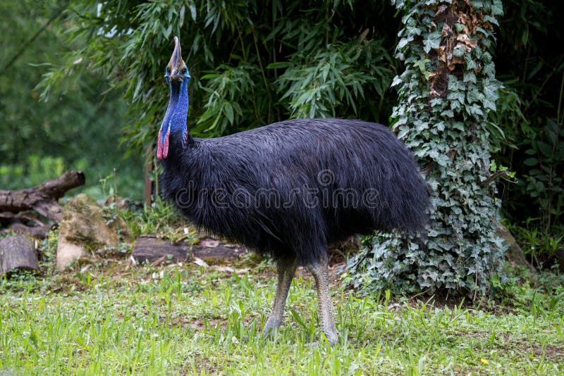 Oiseau énorme de casoar regardant l'appareil-photo images stock Oiseau énorme de casoar regardant l'appareil-photo images stock