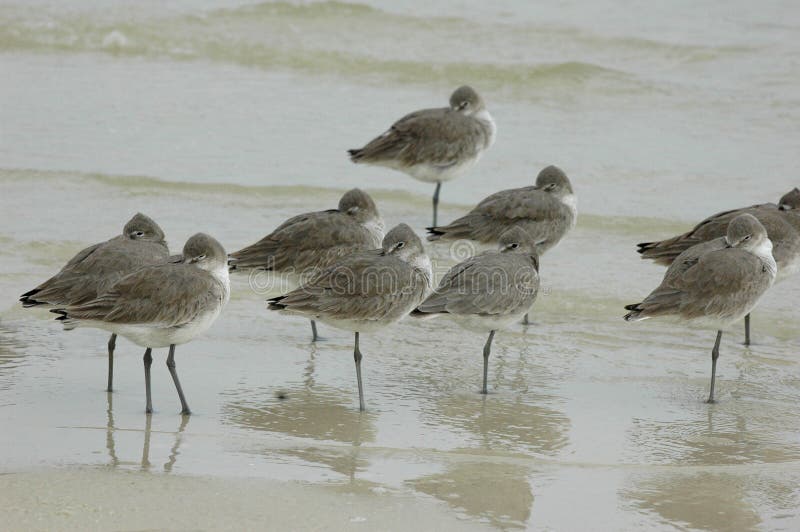 Oiseaux photographie stock